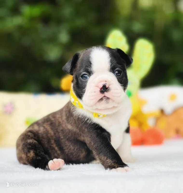 Rolly  – Boston Terrier puppy for sale in Foxworth, MS