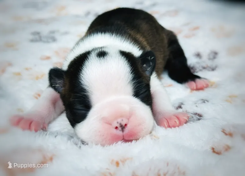Rose – Boston Terrier puppy for sale in Foxworth, MS