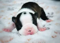 Rose, a female Boston Terrier for sale in Foxworth, MS – 1 of 6