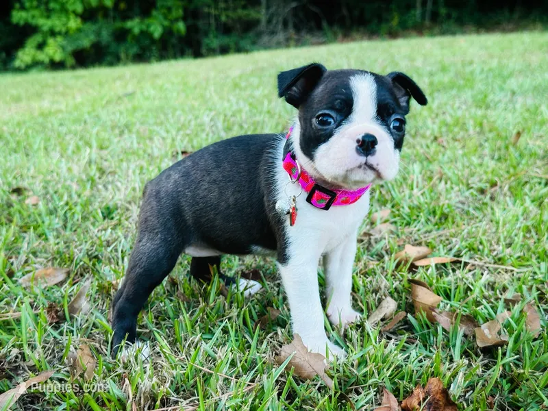 Daisy – Boston Terrier puppy for sale in Foxworth, MS