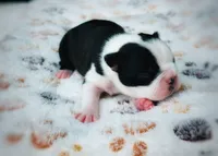 Lilly, a female Boston Terrier for sale in Foxworth, MS – 3 of 5