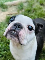 Dolly, a female Boston Terrier for sale in Foxworth, MS – 2 of 2