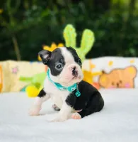 Froggy, a male Boston Terrier for sale in Foxworth, MS – 5 of 5