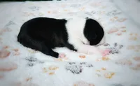 Daisy, a female Boston Terrier for sale in Foxworth, MS – 2 of 5