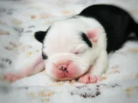 Rossette, a female Boston Terrier for sale in Foxworth, MS – 3 of 7