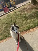 Ranga, a male Siberian Husky for sale in Duluth, GA – Photo 10 of 10