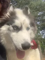 Ranga, a male Siberian Husky for sale in Duluth, GA – Photo 5 of 10