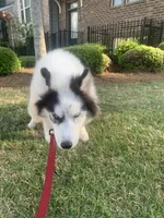 Ranga, a male Siberian Husky for sale in Duluth, GA – Photo 9 of 10