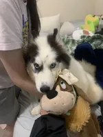 Ranga, a male Siberian Husky for sale in Duluth, GA – Photo 7 of 10