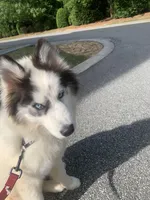Ranga, a male Siberian Husky for sale in Duluth, GA – Photo 8 of 10