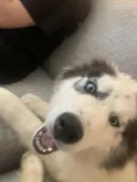 Ranga, a male Siberian Husky for sale in Duluth, GA – Photo 3 of 10