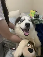 Ranga, a male Siberian Husky for sale in Duluth, GA – Photo 6 of 10