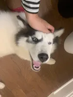 Ranga, a male Siberian Husky for sale in Duluth, GA – Photo 4 of 10