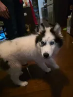 Ranga, a male Siberian Husky for sale in Duluth, GA – Photo 2 of 10