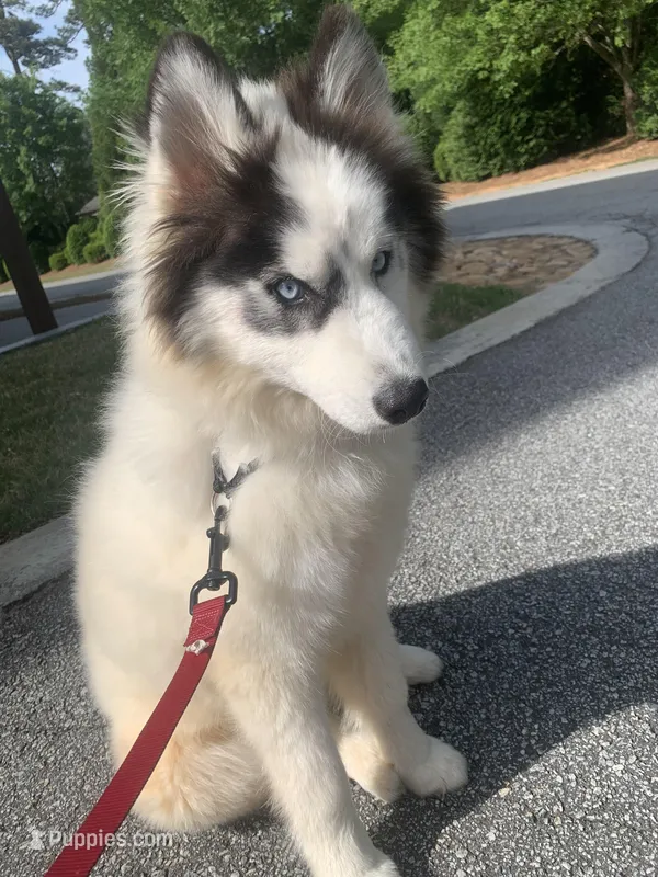 Ranga – Siberian Husky puppy for sale in Duluth, GA