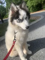 Ranga, a male Siberian Husky for sale in Duluth, GA – Photo 1 of 10