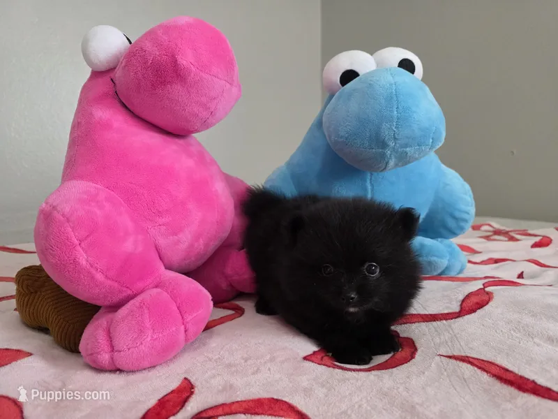 Berry – Pomeranian puppy for sale in Plano, TX
