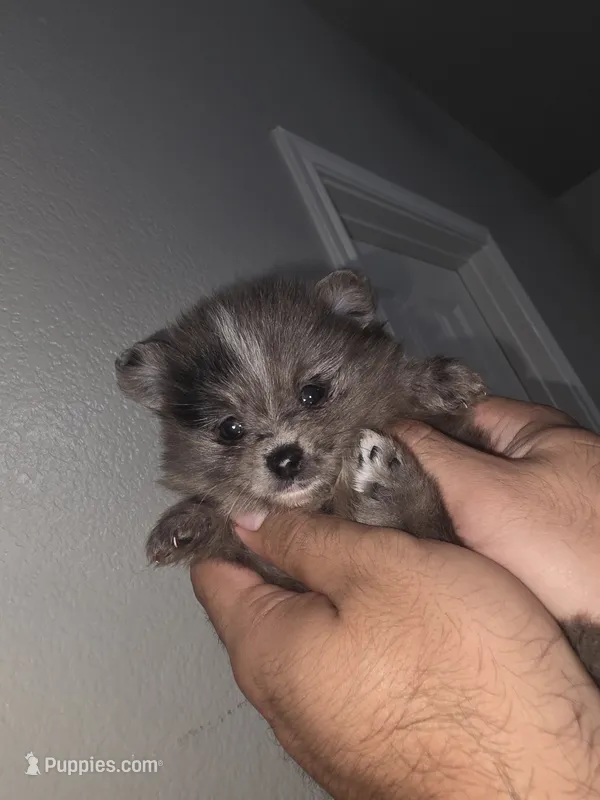 Peaches  – Pomeranian puppy for sale in Plano, TX
