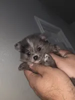 Peaches , a female Pomeranian for sale in Plano, TX – 1 of 8