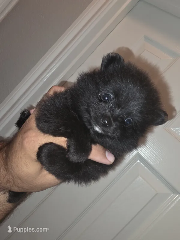 Berry – Pomeranian puppy for sale in Plano, TX