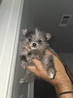 Peaches , a female Pomeranian for sale in Plano, TX – 7 of 8