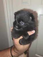 Berry, a male Pomeranian for sale in Plano, TX – 2 of 5