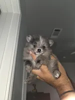 Peaches , a female Pomeranian for sale in Plano, TX – 4 of 8