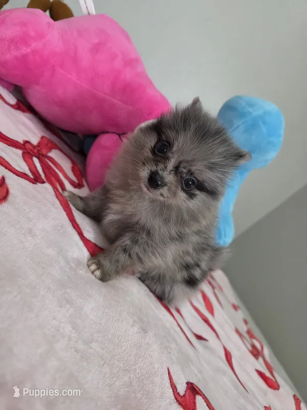 Peaches – Pomeranian puppy for sale in Plano, TX