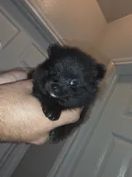 Berry, a male Pomeranian for sale in Plano, TX – 3 of 5