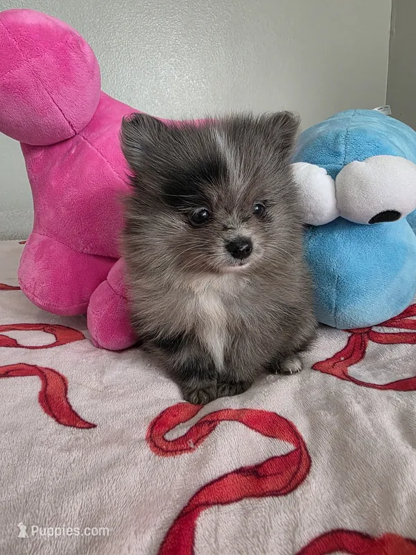 Diamond  – Pomeranian puppy for sale in Plano, TX