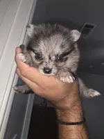 Diamond , a female Pomeranian for sale in Plano, TX – 3 of 6