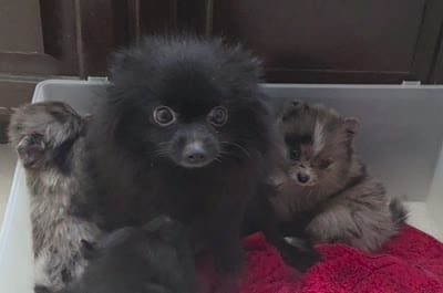Peaches , a female Pomeranian for sale in Plano, TX – 8 of 8