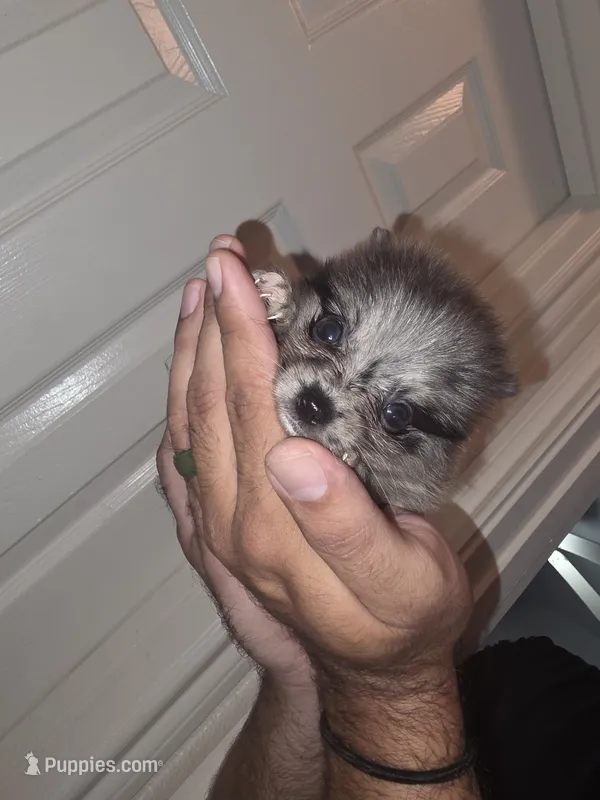 Diamond  – Pomeranian puppy for sale in Plano, TX