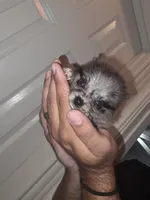 Diamond , a female Pomeranian for sale in Plano, TX – 1 of 6
