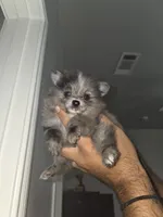 Peaches , a female Pomeranian for sale in Plano, TX – 6 of 8