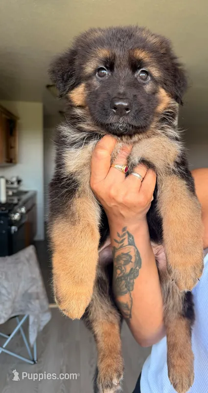 Honey – German Shepherd Dog puppy for sale in Bronx, NY