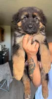 Honey, a female German Shepherd Dog for sale in Bronx, NY – 1 of 2