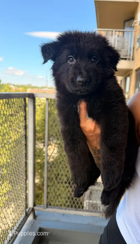Queens  – German Shepherd Dog puppy for sale in Bronx, NY