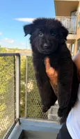 Queens , a female German Shepherd Dog for sale in Bronx, NY – 1 of 2