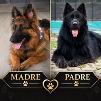 Queens , a female German Shepherd Dog for sale in Bronx, NY – 2 of 2