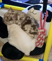 Spanky , a male American Bully for sale in Wetumpka, AL – Photo 3 of 10