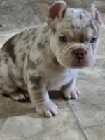 Spanky , a male American Bully for sale in Wetumpka, AL – Photo 10 of 10