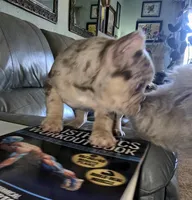 Spanky , a male American Bully for sale in Wetumpka, AL – Photo 2 of 10