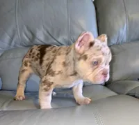 Spanky , a male American Bully for sale in Wetumpka, AL – Photo 1 of 10