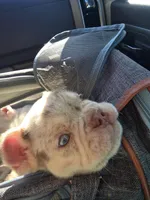 Spanky , a male American Bully for sale in Wetumpka, AL – Photo 6 of 10