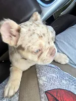 Spanky , a male American Bully for sale in Wetumpka, AL – Photo 7 of 10