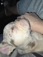 Spanky , a male American Bully for sale in Wetumpka, AL – Photo 5 of 10