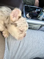 Spanky , a male American Bully for sale in Wetumpka, AL – Photo 8 of 10