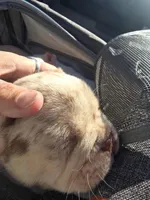 Spanky , a male American Bully for sale in Wetumpka, AL – Photo 4 of 10