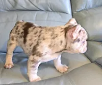 Spanky , a male French Bulldog for sale in Wetumpka, AL – Photo 4 of 10